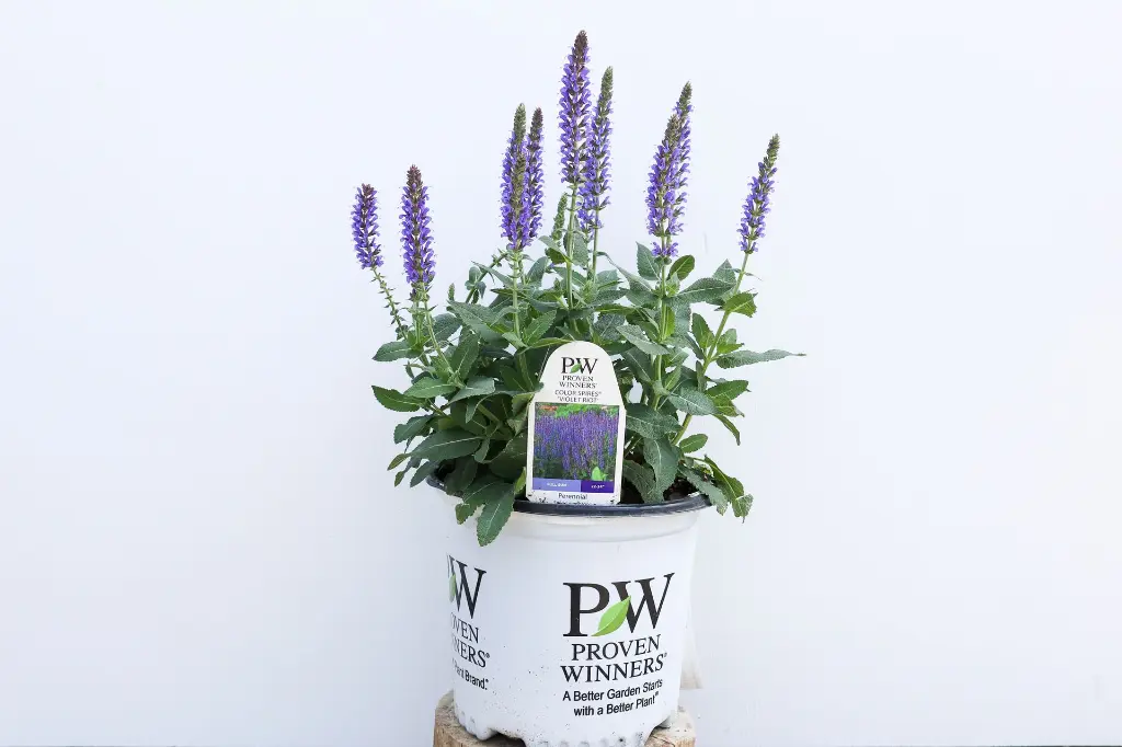 Violet Riot Salvia | Pollinator Perennial | Grimm's Gardens